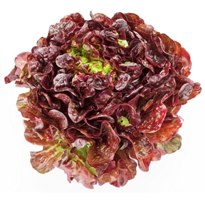 Imagen de Lechuga Hoja de Roble