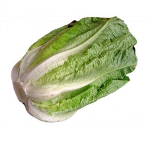 Imagen de Lechuga Romana